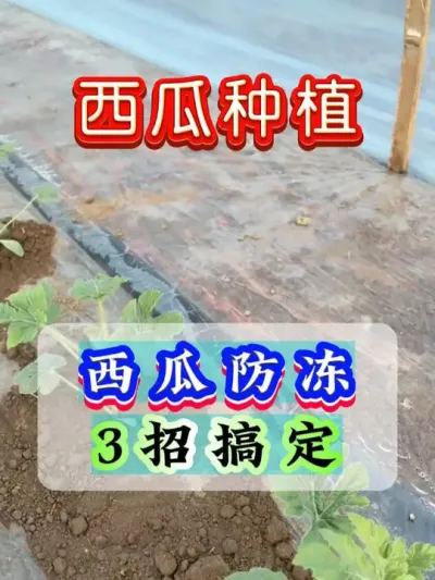 西瓜防冻3招搞定 #西瓜种植 #西瓜种植技术 #种植小技巧 #大棚西瓜 #瓜农不容易