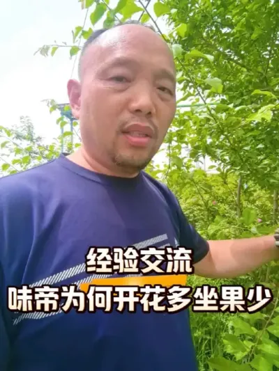 经验交流:味帝为啥开花多坐果少？#味帝 #农田行者讲西梅#农田行者 #农田行者技术服务联盟 #西梅种植