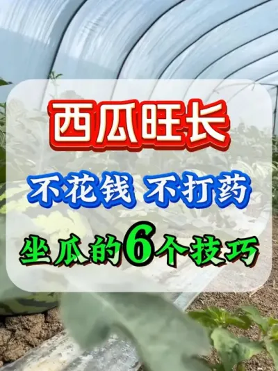 西瓜控旺的6个方法 #西瓜种植 #西瓜控旺 #西瓜旺长 #西瓜移栽 #西瓜管理