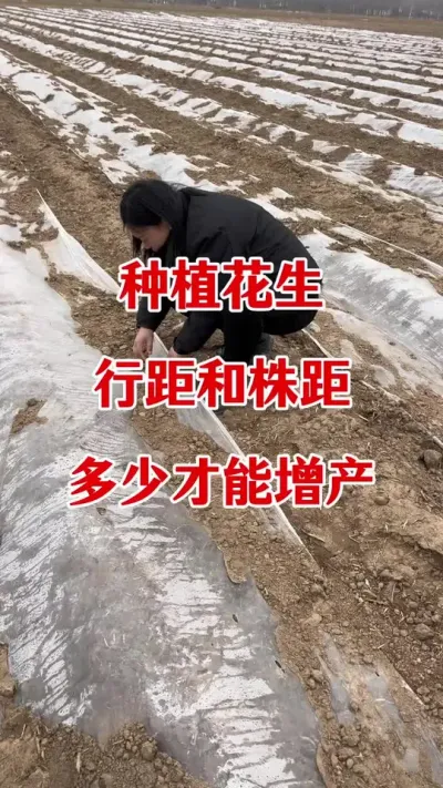 花生种植株距行距多少合适#花生种植 #花生播种注意事项 #花生底肥 #花生颗粒硼肥 #花生施肥