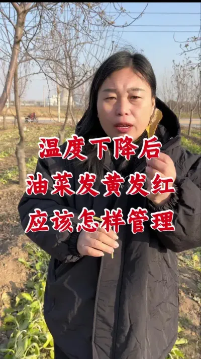 温度下降后油菜叶片发黄发红，死苗烂颗怎样管理#油菜种植 #油菜黄叶红叶 #油菜黄叶红叶一喷灵 #油菜种植管理 #油菜种植技术