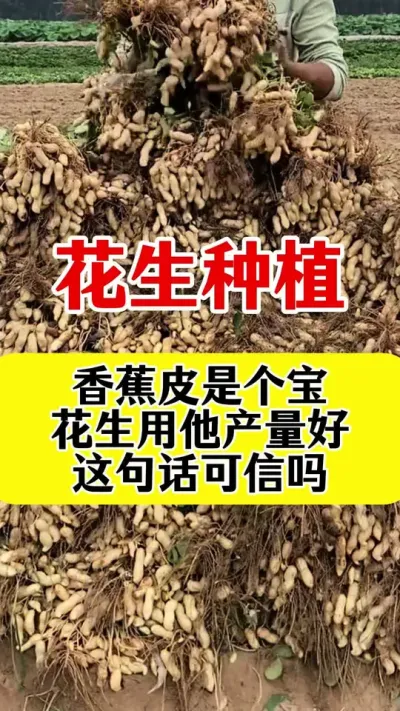 花生种植香蕉皮能提高花生产量#花生种植 #花生高产管理 #花生高产种植 #花生高产叶面肥 #花生膨大粒粒饱