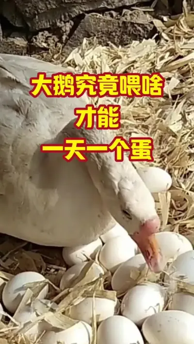 大鹅究竟喂啥，才能，一天一个蛋#抖音三农#养鹅#养殖