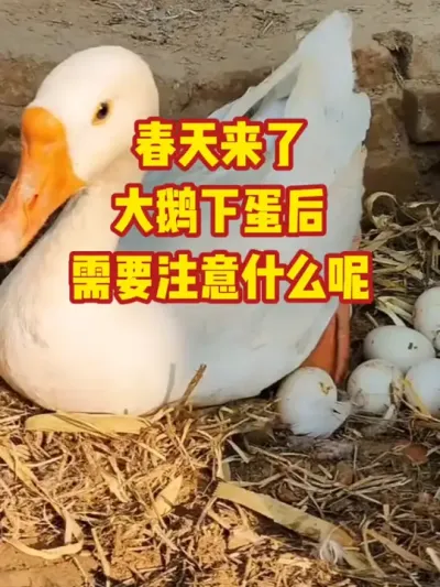 春天来了，大鹅下蛋后，注意什么呢#养鹅#抖音三农#养殖