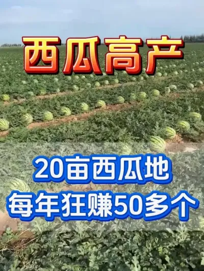 20多亩西瓜地每年50多个的秘密 #西瓜种植 #花芽分化 #西瓜移栽 #西瓜管理 #无限回购的宝藏单品