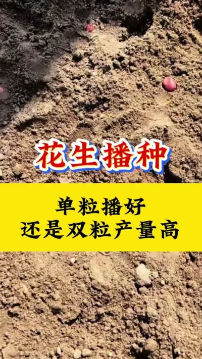 花生是单粒播种好还是双粒播种好#花生种植 #花生播种技术 #花生底肥 #花生颗粒硼肥 #花生高产种植