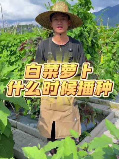 秋萝卜秋白菜什么时候播种？ #种植小技巧 #关注我一起学种菜 #家庭种植 #种菜 #学种菜