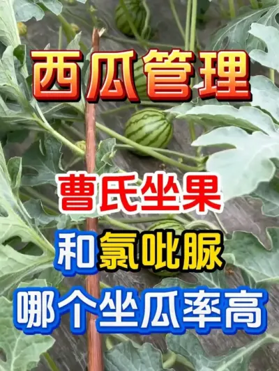曹氏坐果与氯吡脲有什么区别 #西瓜种植 #曹氏坐果灵 #西瓜坐瓜 #氯吡脲 #西瓜管理