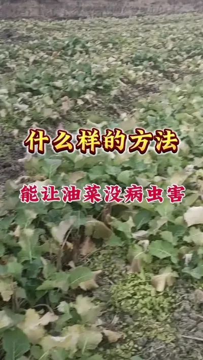 油菜一喷三防，防治油菜病虫害#病虫害防治 #油菜一喷三防 #油菜病虫害防治 #油菜高产套餐