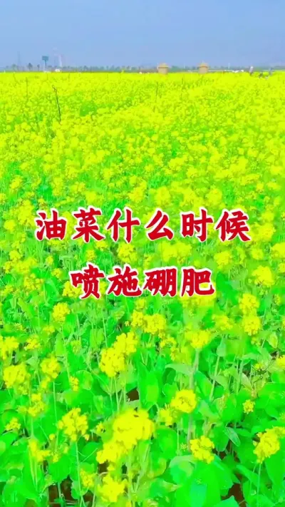 油菜喷施硼肥应该什么时候喷施效果好#硼肥的功效与作用 #油菜硼肥 #流体硼 #油菜种植 #油菜专用硼肥