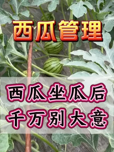 西瓜坐瓜后千万别大意 #西瓜种植 #花芽分化 #西瓜坐瓜 #西瓜移栽 #西瓜管理