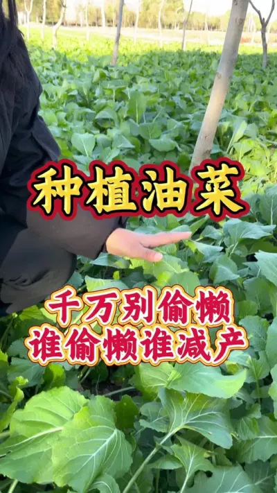 油菜种植千万别偷懒#油菜高产种植 #油菜高产配方 #油菜猛涨增产宝 #农业种植小技巧 #油菜肥料配方