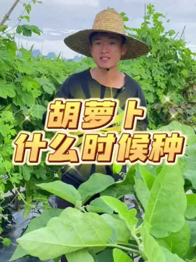 胡萝卜什么时候种？ #种植小技巧 #关注我一起学种菜 #自己种的纯天然的绿色蔬菜 #家庭种植 #种菜
