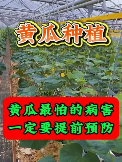 黄瓜最怕的病害一定要提前预防 #黄瓜种植 #黄瓜种植技术 #大棚蔬菜 #蔬菜种植 #助力农业发展