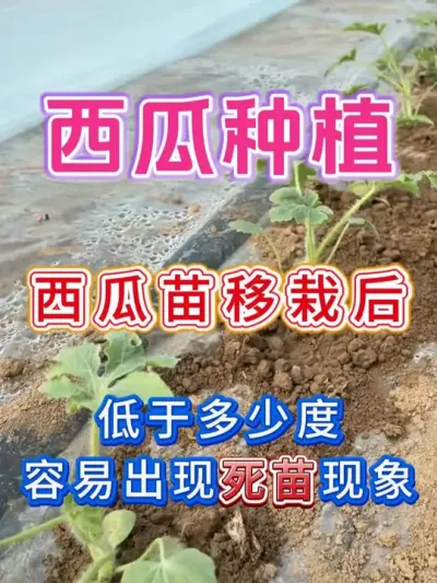西瓜苗移栽后温度掌握技巧 #西瓜种植 #西瓜种植技术 #种植小技巧 #大棚西瓜 #农业种植技术