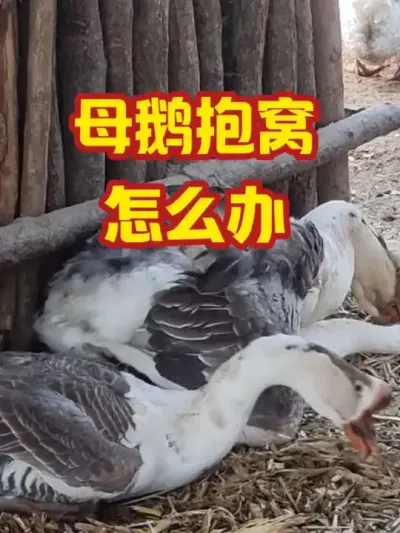 母鹅抱窝，怎么办#抖音三农#养鹅#养殖