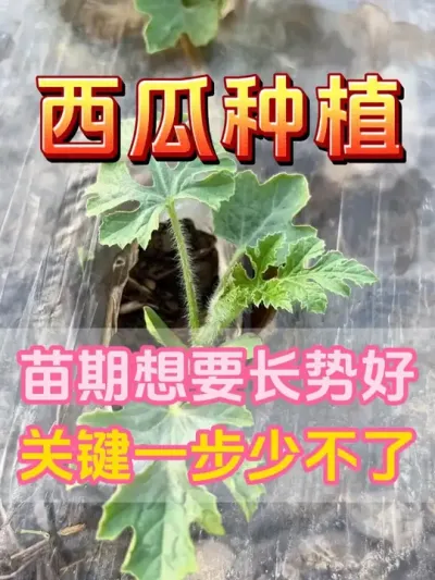 西瓜苗期长势好关键一步少不了 #西瓜种植 #花芽分化 #西瓜坐瓜 #西瓜移栽 #西瓜管理