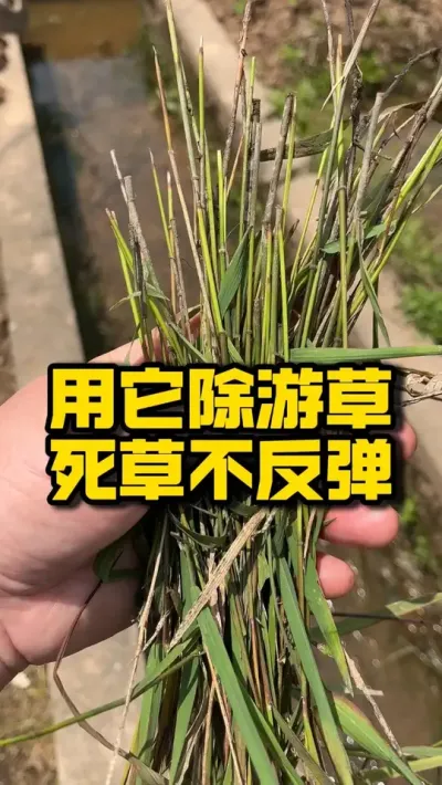 用它除游草，死草不反弹 #种之道 #水稻种植技术 #高产 #春耕进行时 #除草