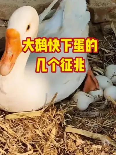 大鹅快下蛋的，几个征兆#三农#养鹅#养殖