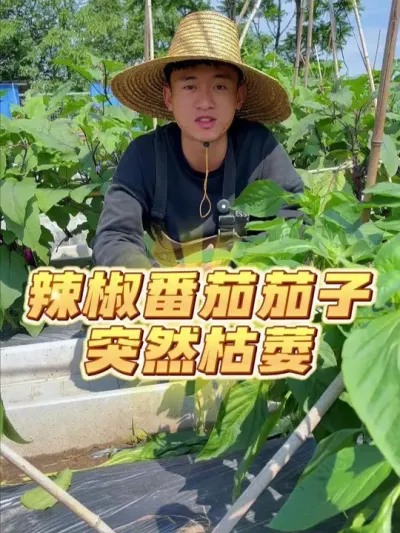 辣椒茄子番茄突然枯萎了是什么原因~该怎么办 #种植小技巧 #关注我一起学种菜 #家庭种植 #自己种的纯天然的绿色蔬菜 #一分耕耘一分收获