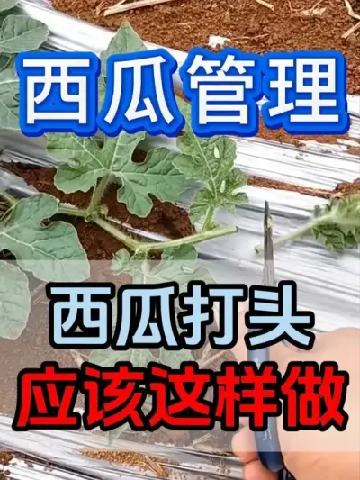 西瓜打头应该这样做 #西瓜种植  #西瓜坐瓜 #西瓜移栽 #西瓜管理 #无限回购的宝藏单品
