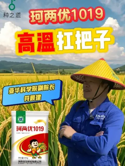 珂两优-高温扛把子 #种之道  #水稻种植品种 #春耕进行时 #耐高温 #珂两优1019