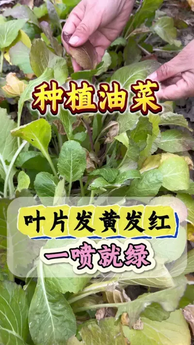 油菜叶片发黄发红喷一喷快速转绿#油菜叶片发黄 #油菜叶片发红发紫 #油菜一喷灵 #油菜高产种植