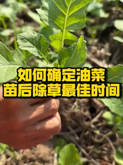 油菜在什么时候苗后除草合适 如果你还不知道，我来告诉你#三农 #农业技术推广 #抖音助农 #油菜 #高产