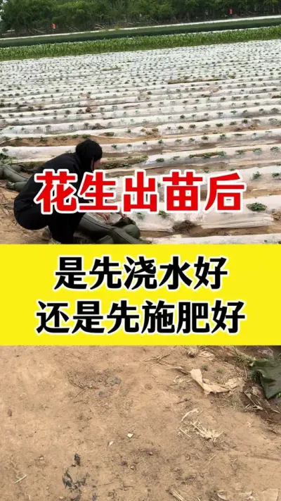 花生出苗后到底是先浇水还是先施肥好#花生种植 #花生浇水 #花生高产种植 #花生高产 #花生膨大粒粒饱