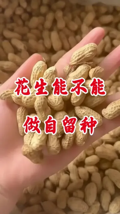 花生能不能做自留种#花生种植 #花生种子 #花生自留种可以种几年 #花生高产 #花生种植管理技术