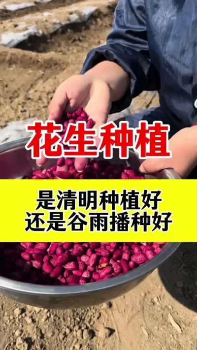 花生最佳播种时间#花生种植 #花生播种时间 #花生底肥 #花生颗粒硼肥 #花生高产