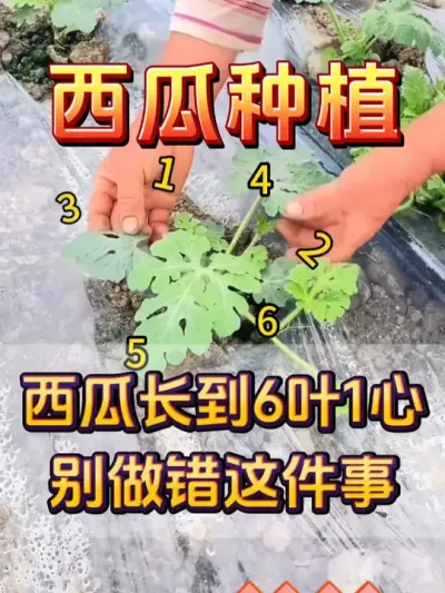 西瓜长到6片叶子别做错这件事 #西瓜种植 #西瓜留瓜 #种植小技巧 #大棚西瓜 #西瓜管理