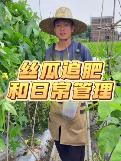 丝瓜盛果期如何追肥~ #种植小技巧 #关注我一起学种菜 #自己种的纯天然的绿色蔬菜 #家庭种植 #种菜