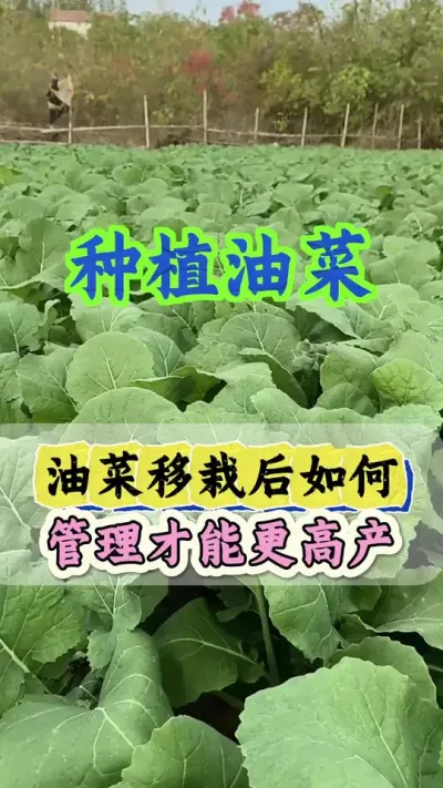 油菜进入12月份怎样管理高产#油菜高产种植 #油菜种植管理 #油菜种植技术 #油菜高产叶面肥 #油菜猛涨增产宝