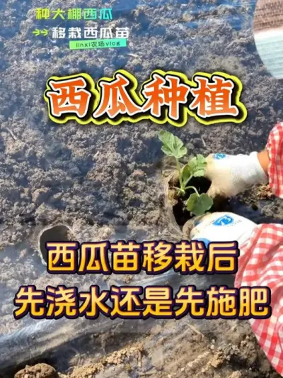 西瓜移栽后先浇水还是先施肥 #西瓜种植 #西瓜底肥 #种植小技巧 #西瓜浇水 #西瓜管理