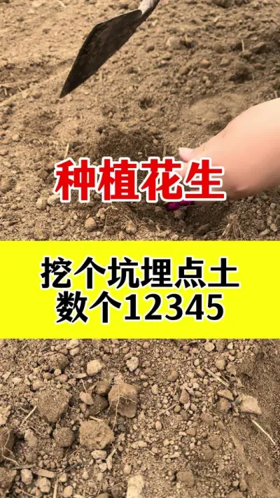 花生高产种植管理#花生种植 #花生种植管理技术 #花生高产种植 #花生高产叶面肥 #花生膨大粒粒饱
