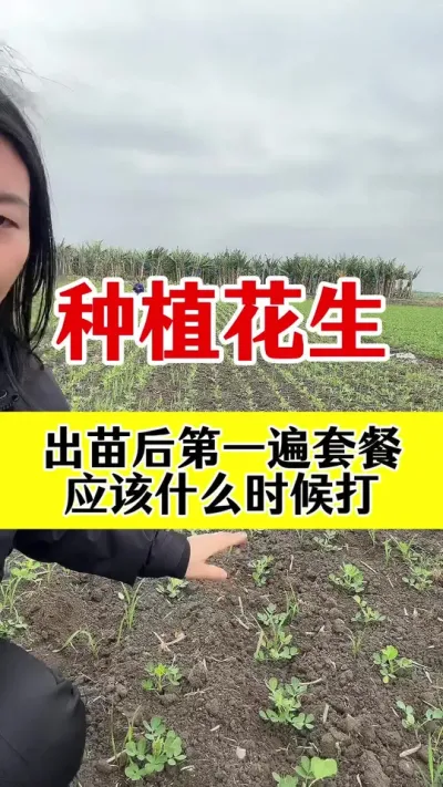 花生出苗后病害防治#花生种植 #花生病害防治 #花生三遍套餐 #花生高产种植 #花生高产