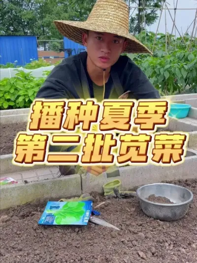 今天来播种第二批苋菜~ #种植小技巧 #关注我一起学种菜 #家庭种植 #自己种的纯天然的绿色蔬菜 #种菜