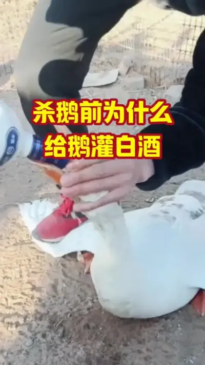 杀鹅前为什么，给鹅灌白酒#抖音三农#养鹅#养殖