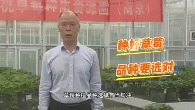 草莓新品种 江苏农科院最新品种发布，欢迎大家的到来，时间还来得及#草莓 #草莓新品种#草莓种植技术 #草莓苗#草莓种植