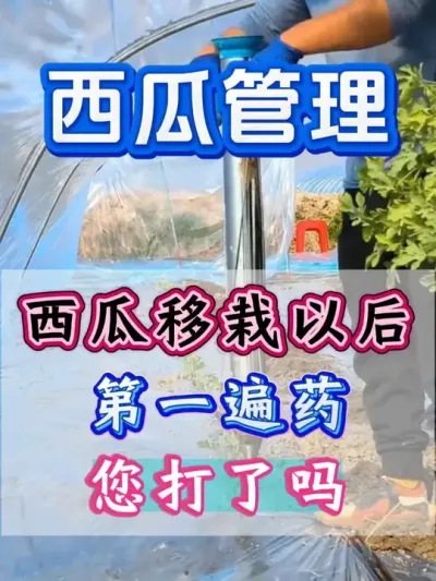 西瓜移栽以后这件事一定要做 #西瓜种植 #花芽分化 #西瓜坐瓜 #西瓜移栽 #西瓜管理