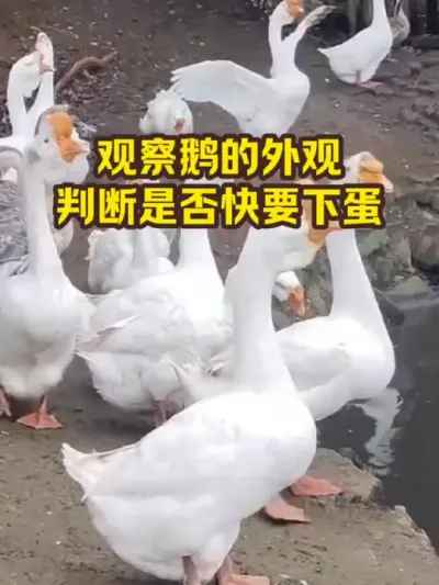 观察鹅的外观，判断是否快下蛋 #抖音三农#养鹅#养殖