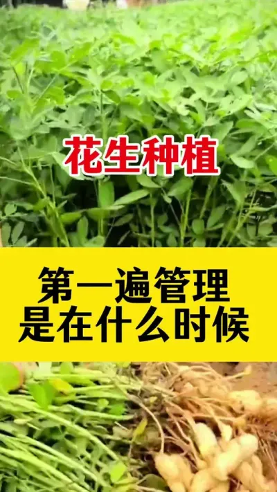 花生第一遍药什么时候喷施好#花生种植 #花生高产种植 #花生高产叶面肥 #花生第一遍药 #花生膨大粒粒饱