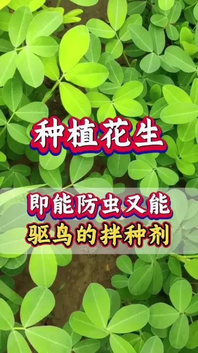 花生种植拌一拌防虫防病又驱鸟#花生拌种剂 #花生拌种 #兆如丰花生拌种剂 #花生高产 #花生高产种植