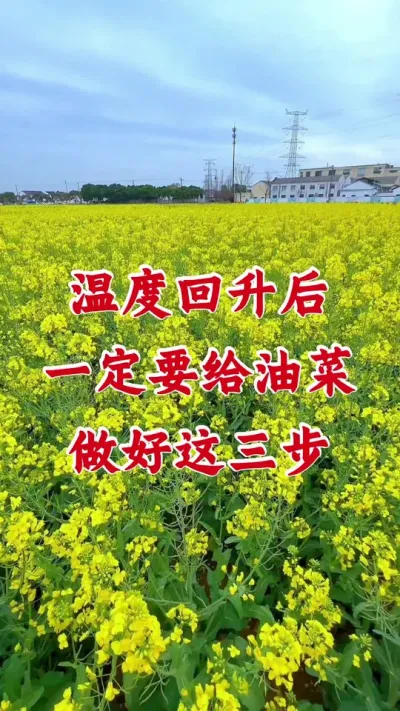 油菜年后一定要做好这三步#油菜种植 #油菜一喷三防 #油菜病虫害防治 #油菜种植管理 #油菜