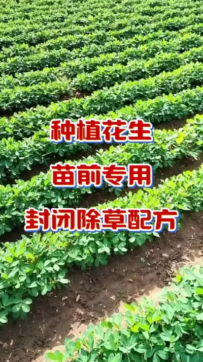 花生苗前封闭除草配方#花生苗前封闭 #花生种植 #花生封闭除草剂 #除草剂 #花生种植管理技术