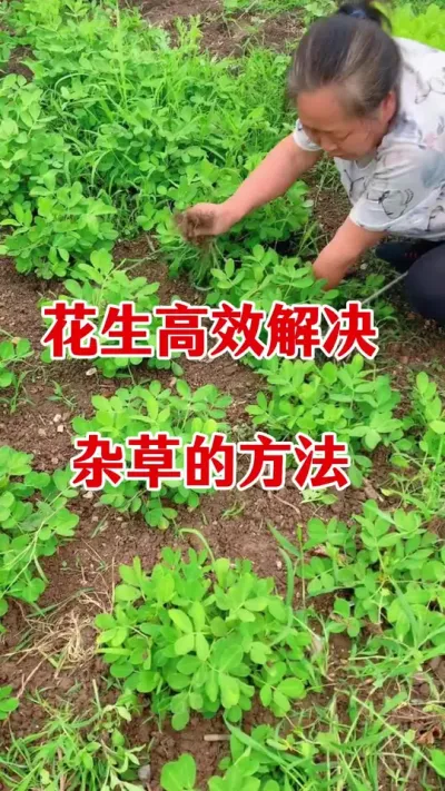 花生苗前封闭除草剂#花生种植 #花生苗前封闭除草剂 #花生苗前封闭 #除草剂 #花生种植