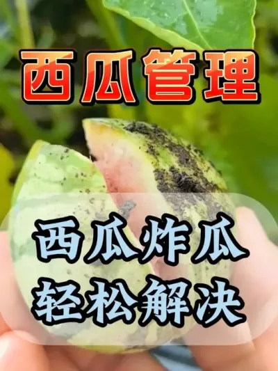 西瓜炸瓜轻松解决 #西瓜种植 #膨大增甜 #西瓜管理 #助力农业 #来抖音学农技