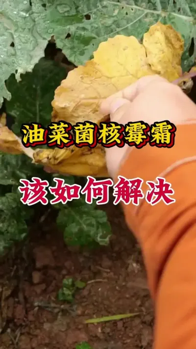 油菜病虫害防治配方#油菜一喷三防 #油菜病虫害防治 #油菜高产管理 #油菜种植管理 #油菜一喷三防增产套餐