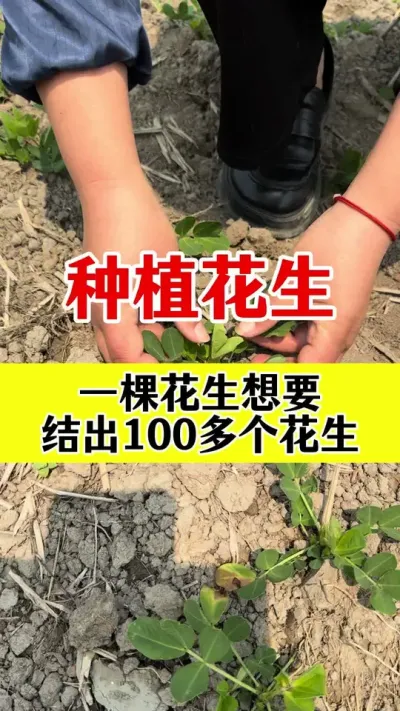 花生怎样管理结的多#花生膨大粒粒饱#花生高产叶面肥 #花生高产管理 #花生种植 #花生高产种植